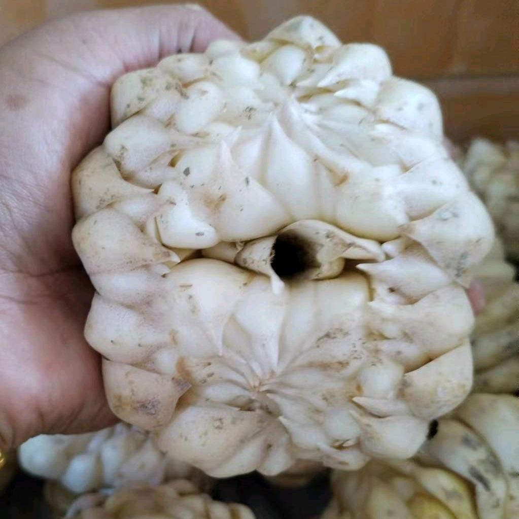 臻乡缘 龙牙百合