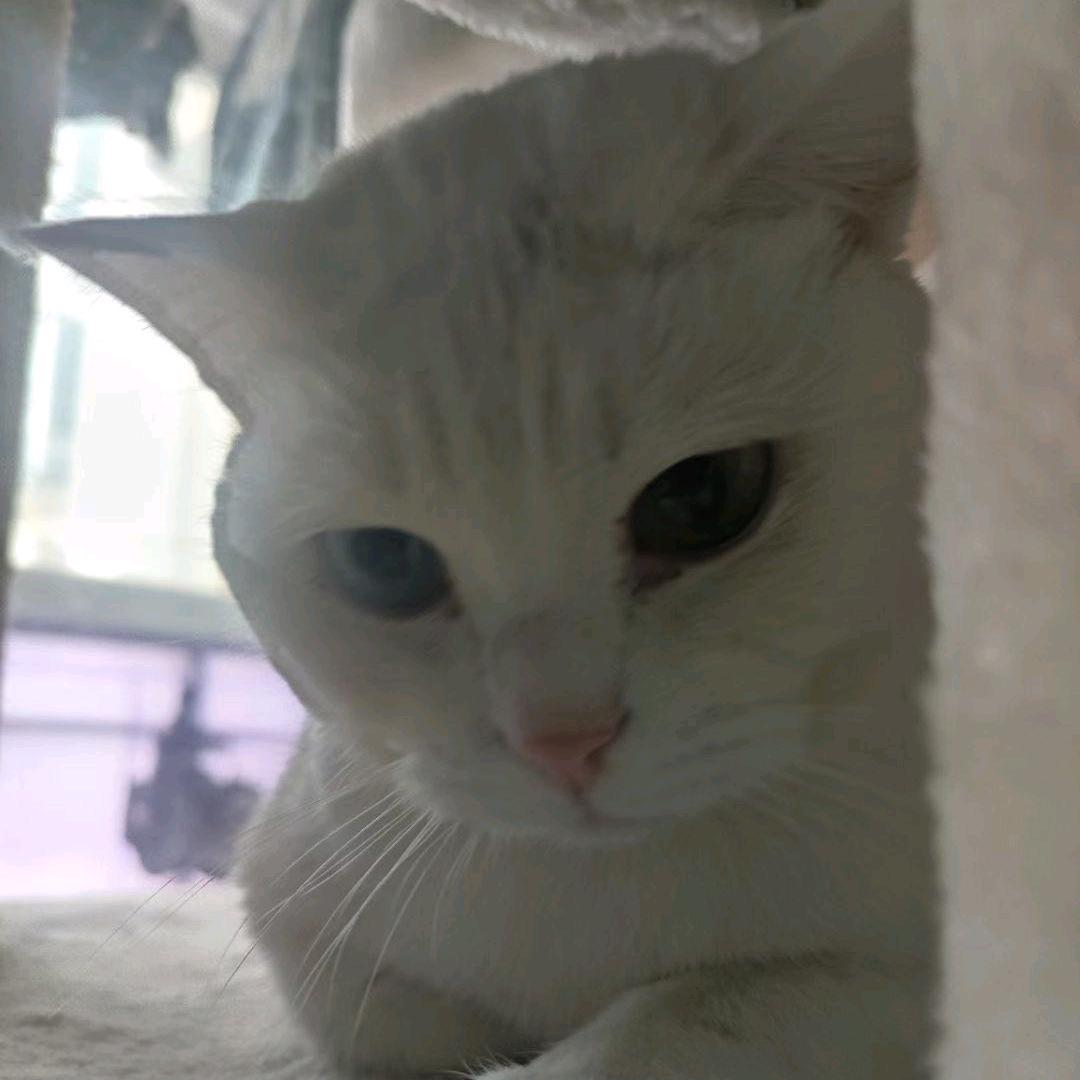 黎小姐姐🧍‍♀️