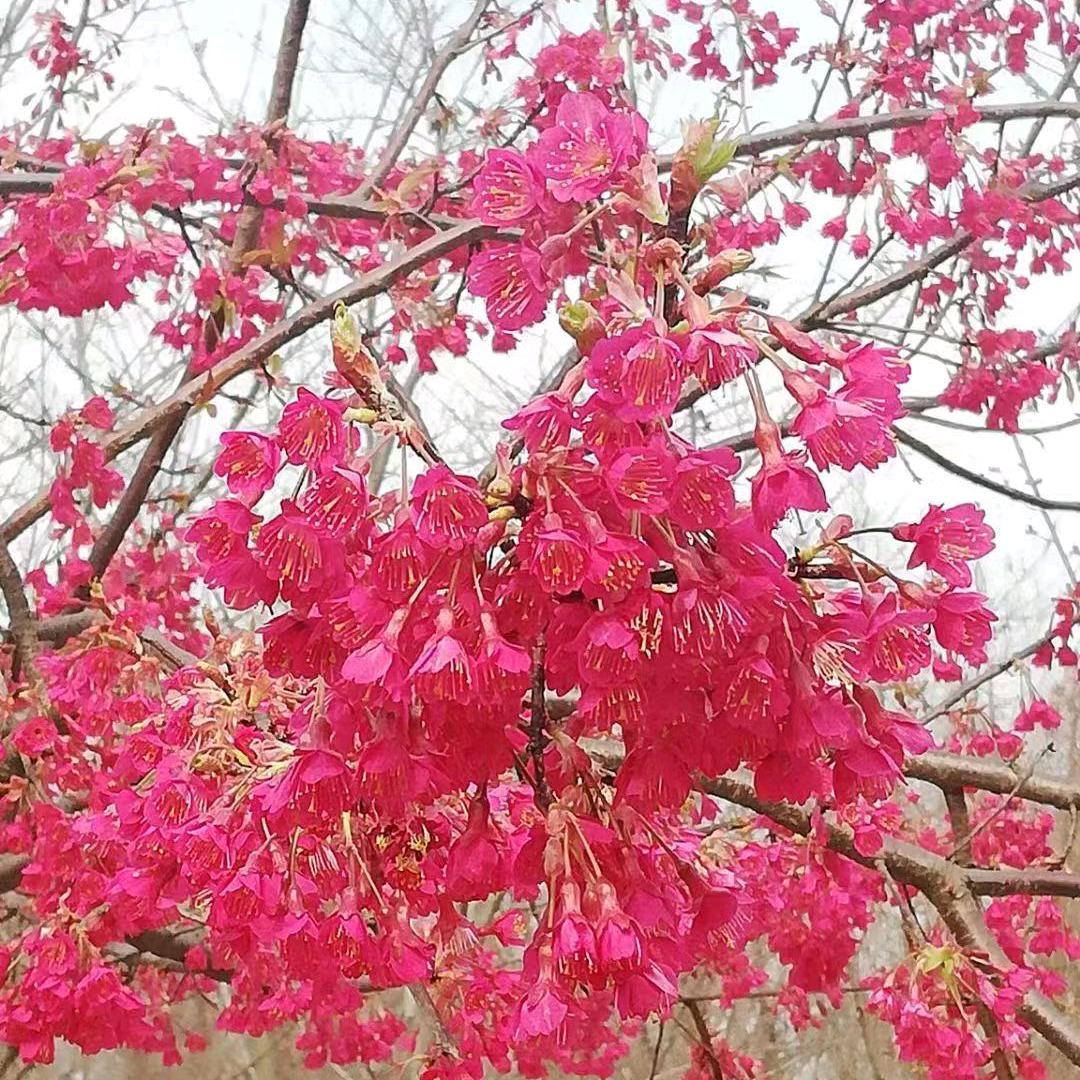 小菠萝