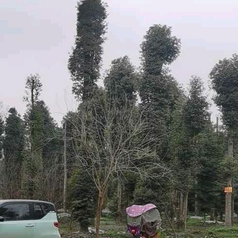 四川弘扬金丝楠木苗圃