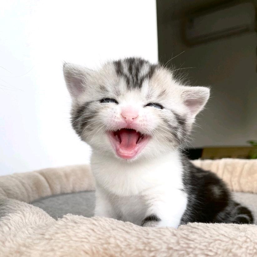 猫咪元宝