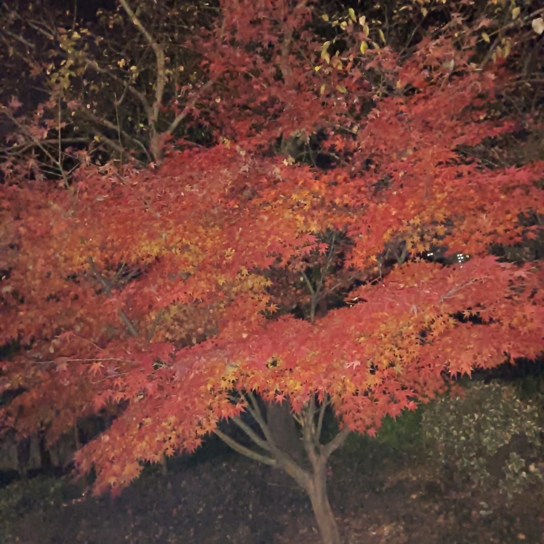 ℳঞ肖情💖周意¹³₁₄꧔ꦿ້໌ᮨ࿐