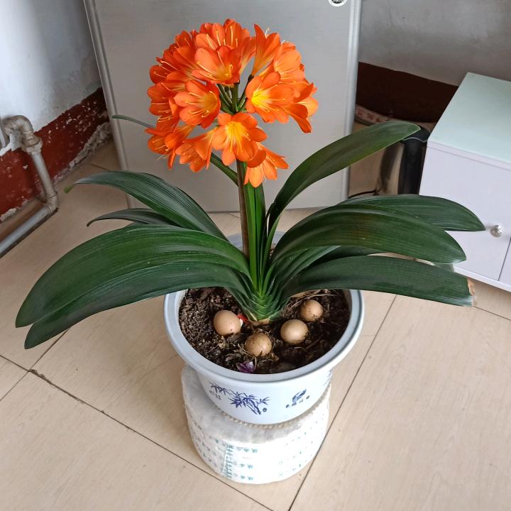 琴深似海