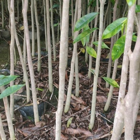 大量批发沉香苗