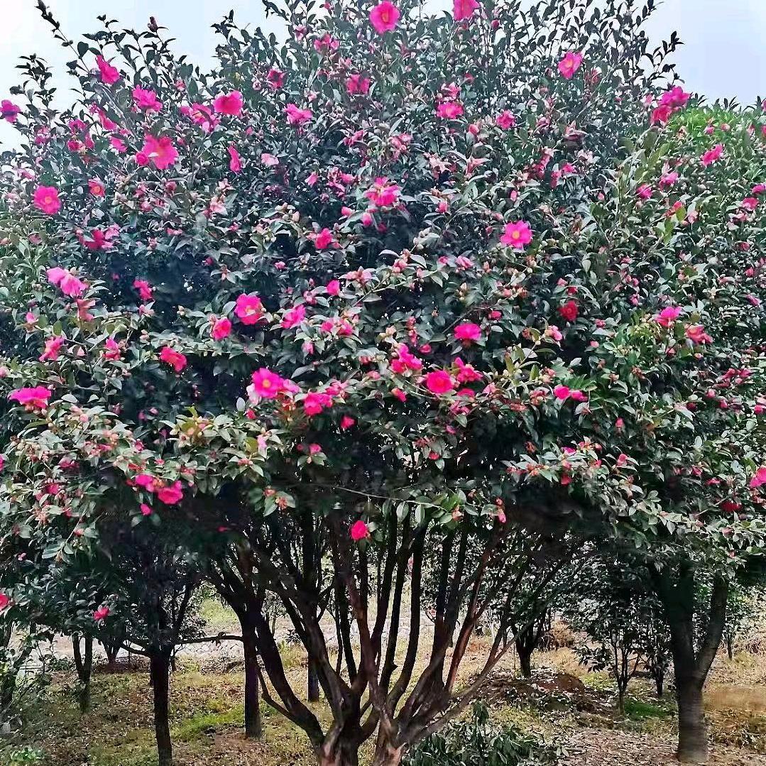 秋菊