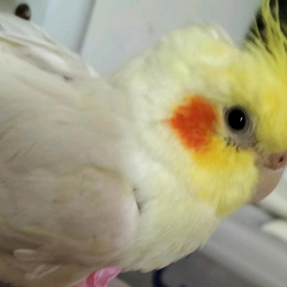 花仙子