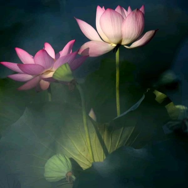 美丽的🌸荷花