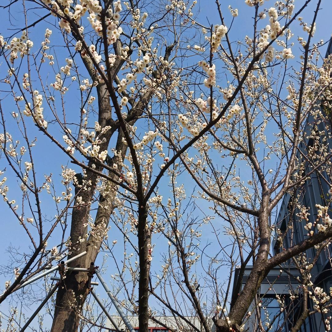 滴哥