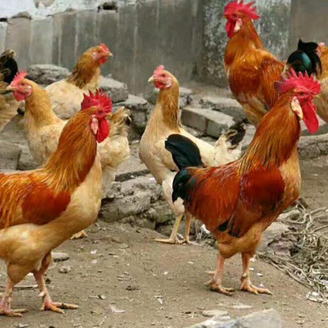 田园生态土鸡朱满媛