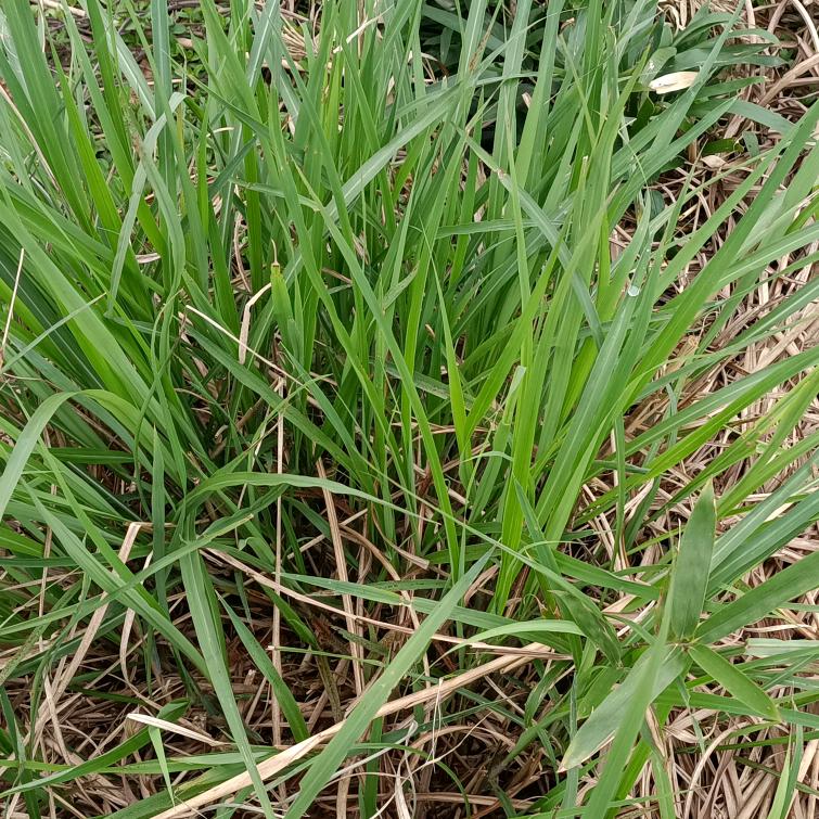 玉无假，显真贵