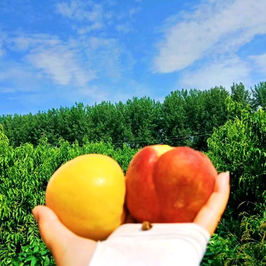 桃子🍑（水果姐姐）