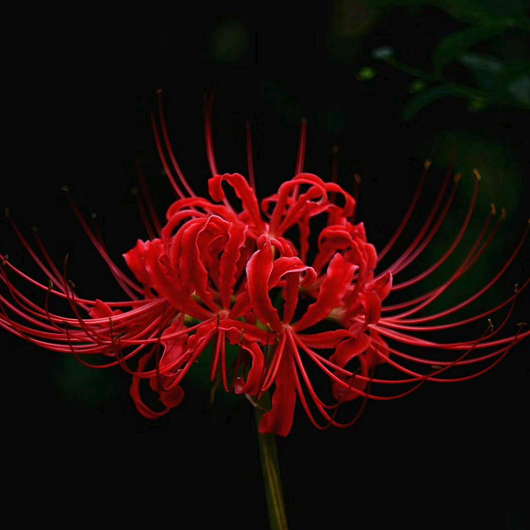 香丘