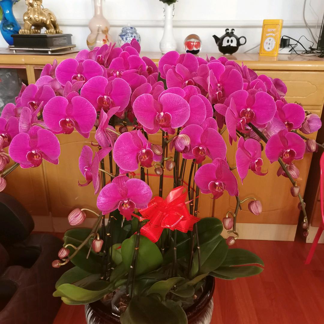 小青鸟