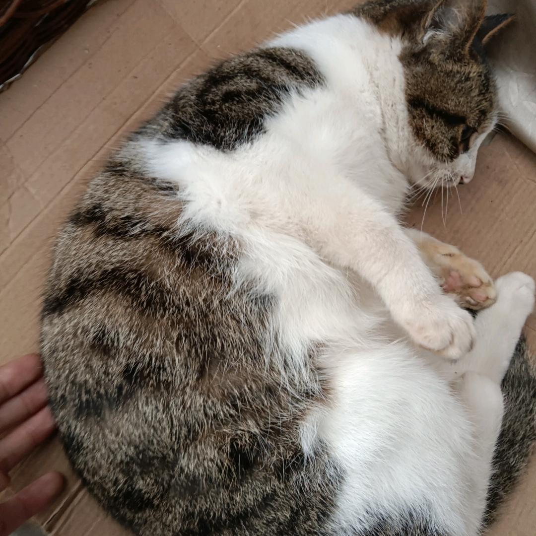 我家猫《哈哈哈》头像
