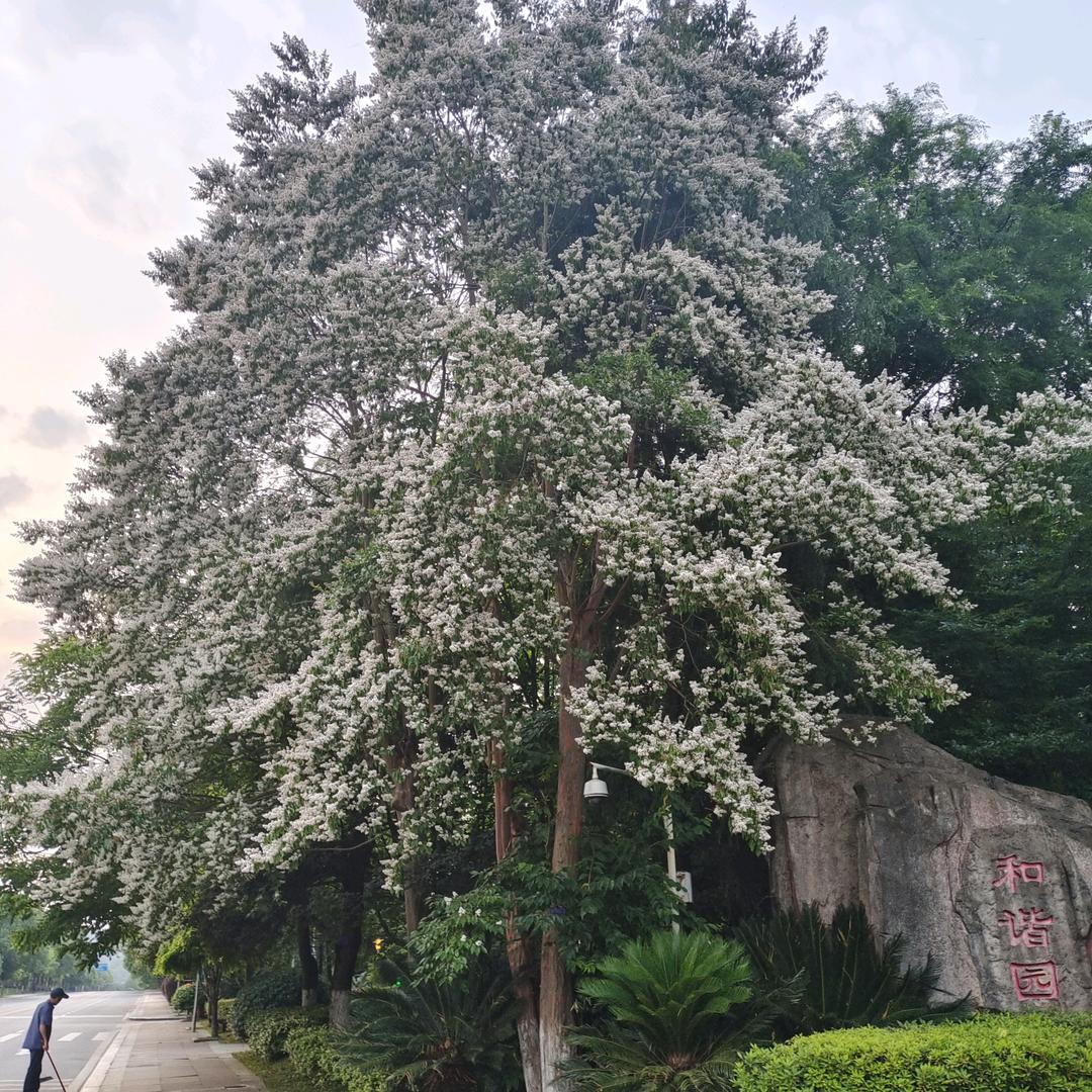 六六大顺