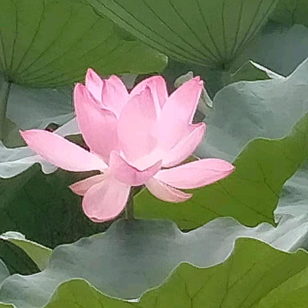 六月荷花