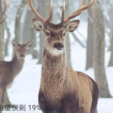 幸福 梅