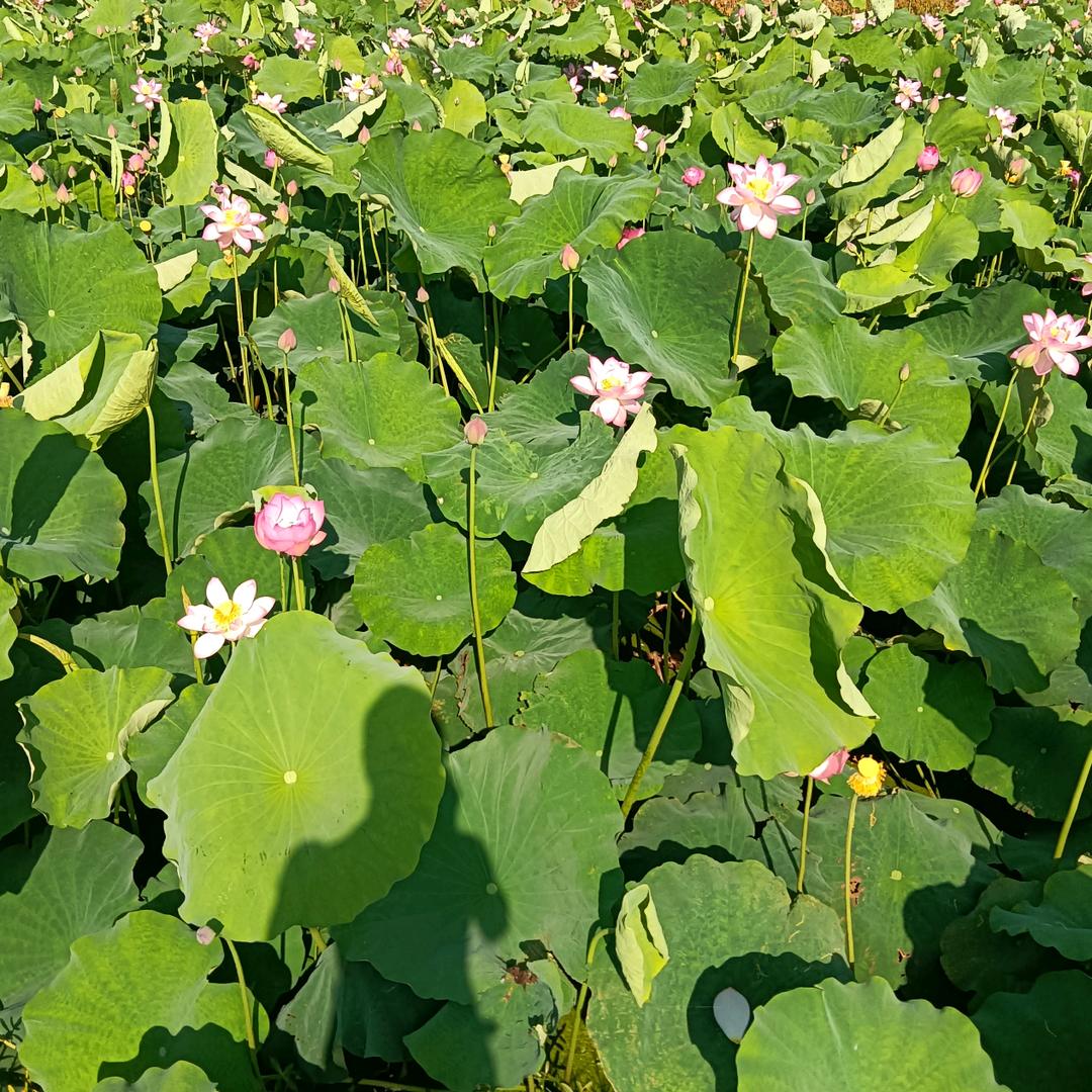 香诗如梦，李先伍