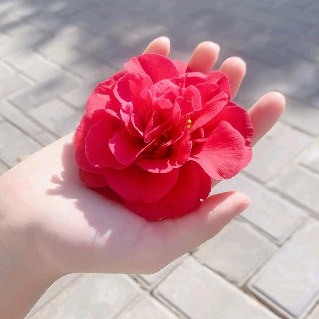 汪1