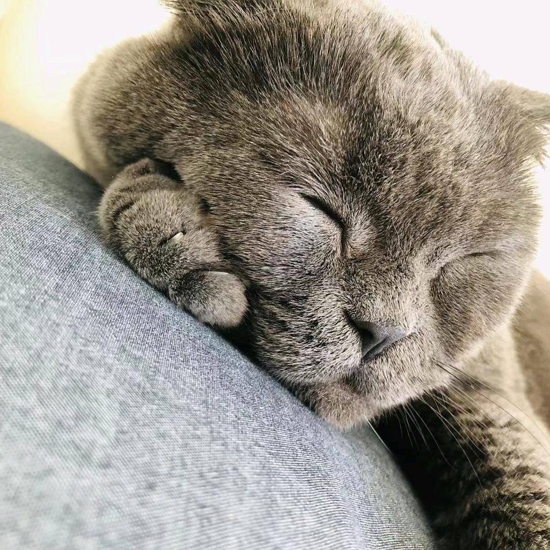 静心🌹