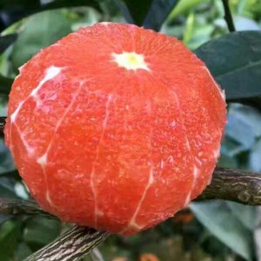 腾橙生态农业发展有限公司