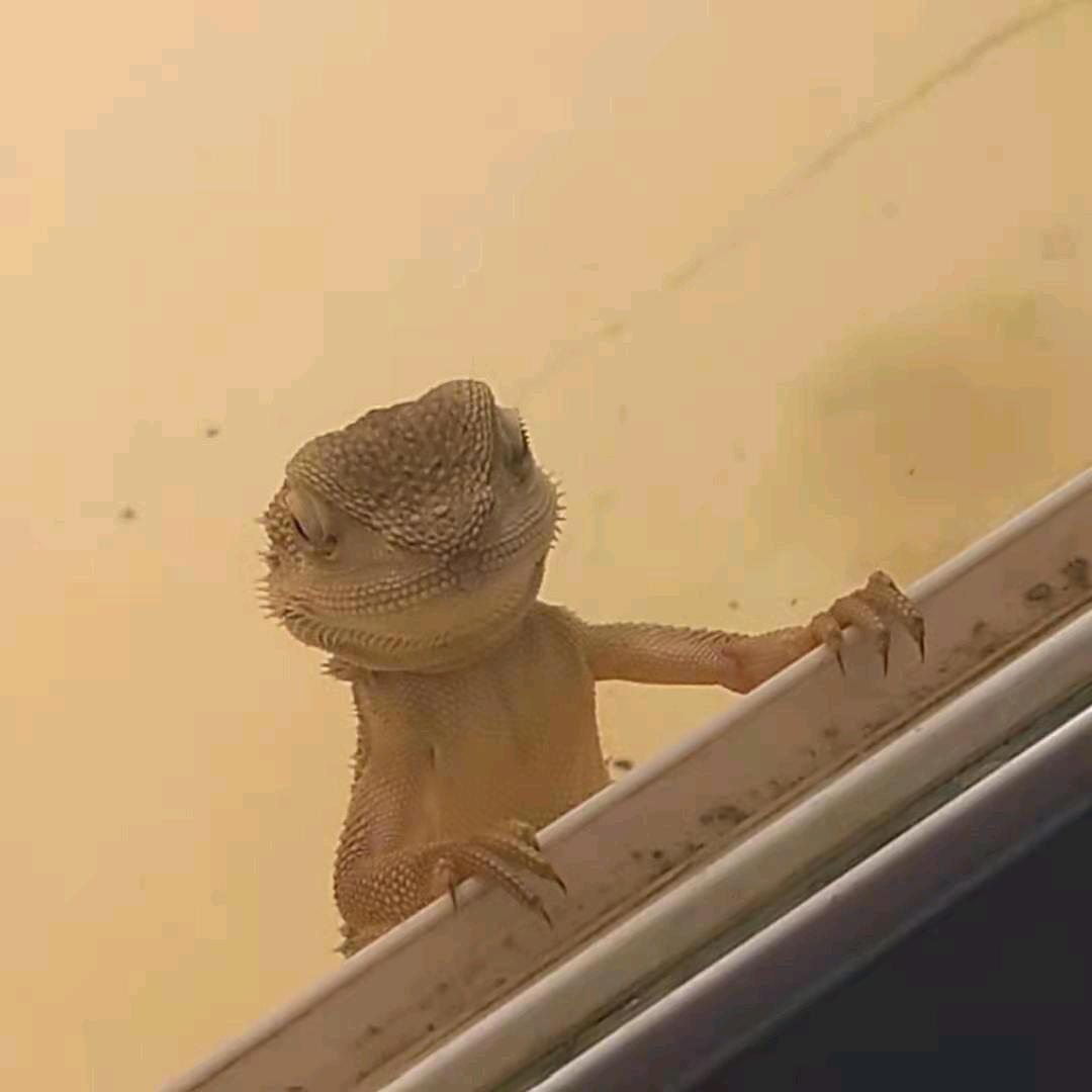 艳哈