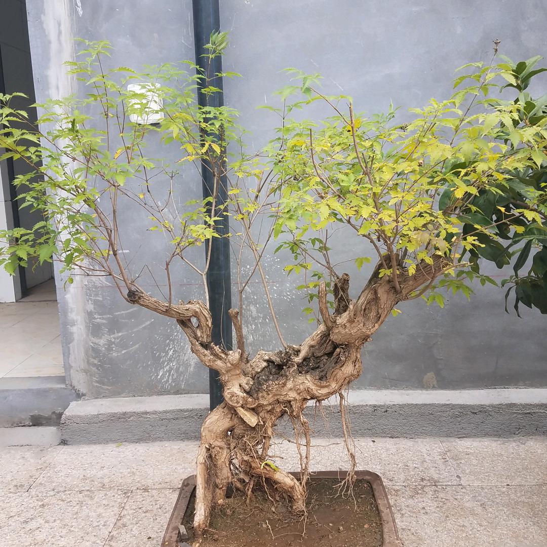祥哥zhangzengxiang