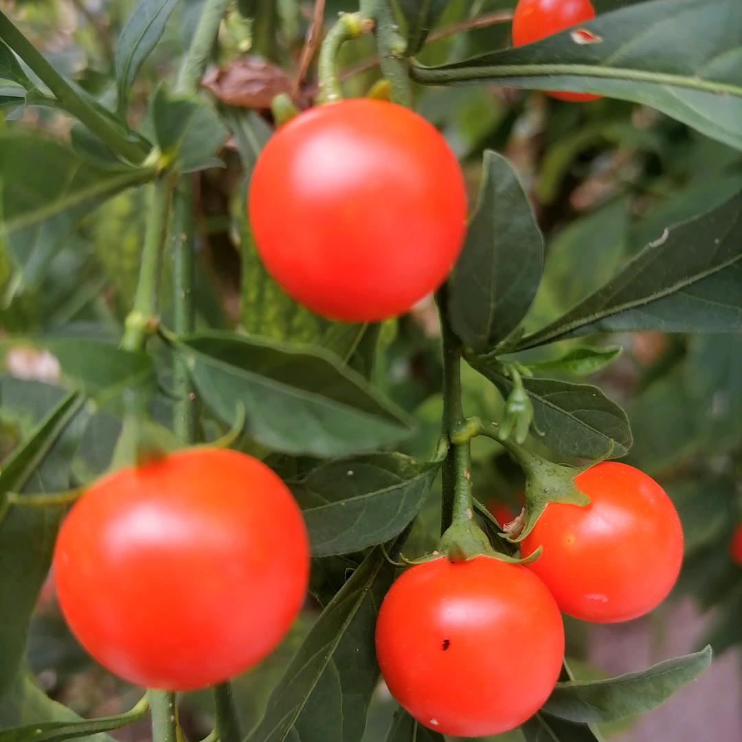 青山绿水，天天开心