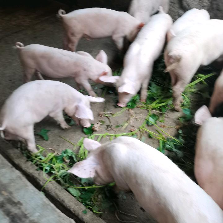 曹掌柜（熟食喂养🐷）