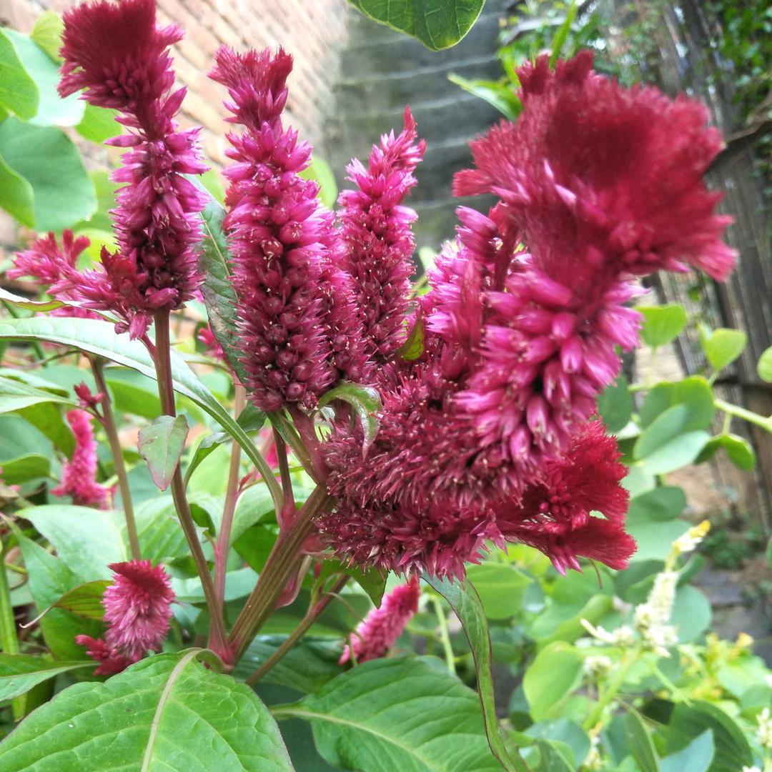 合作共赢（小号）