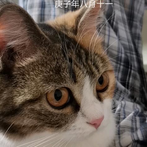 哈德门