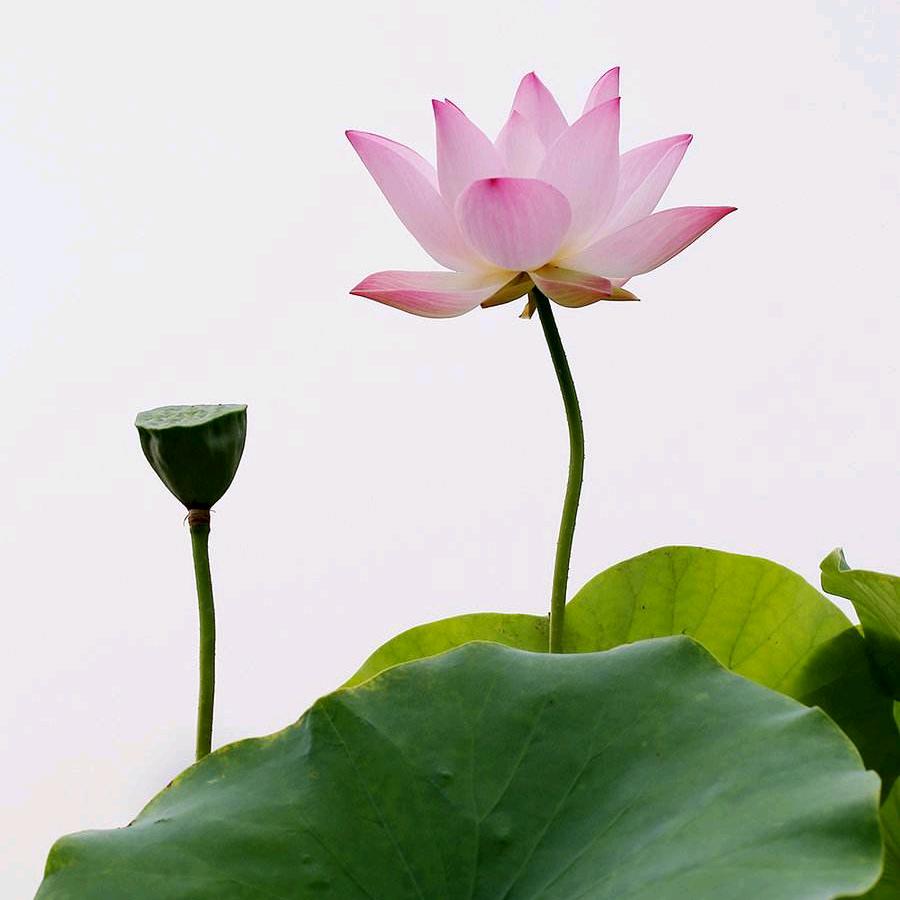一朵莲花