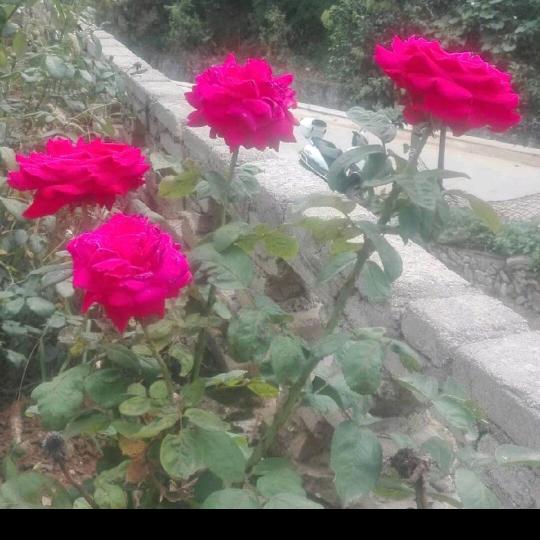 快.乐.一.家.🌹