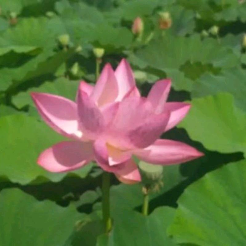 heh荷花ua