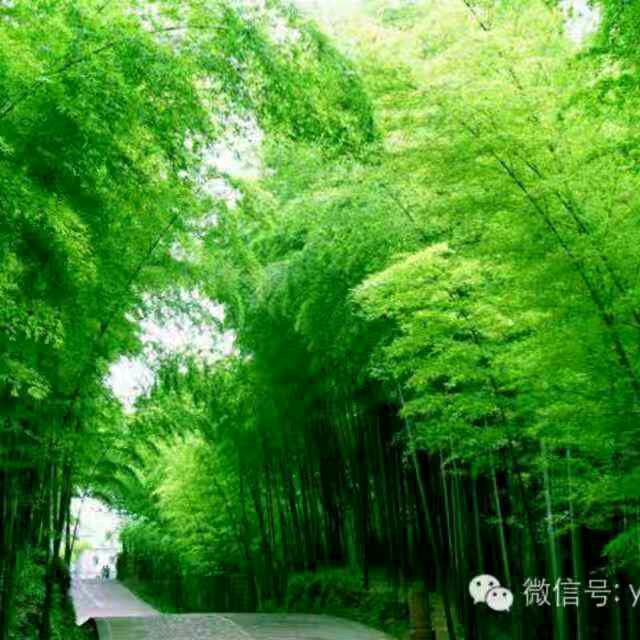 shi zhi ying