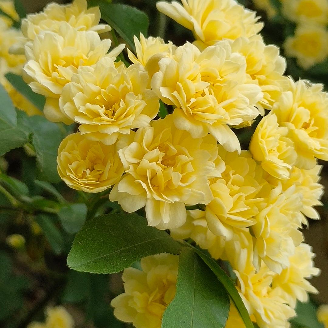 呆呆小糖_192454619