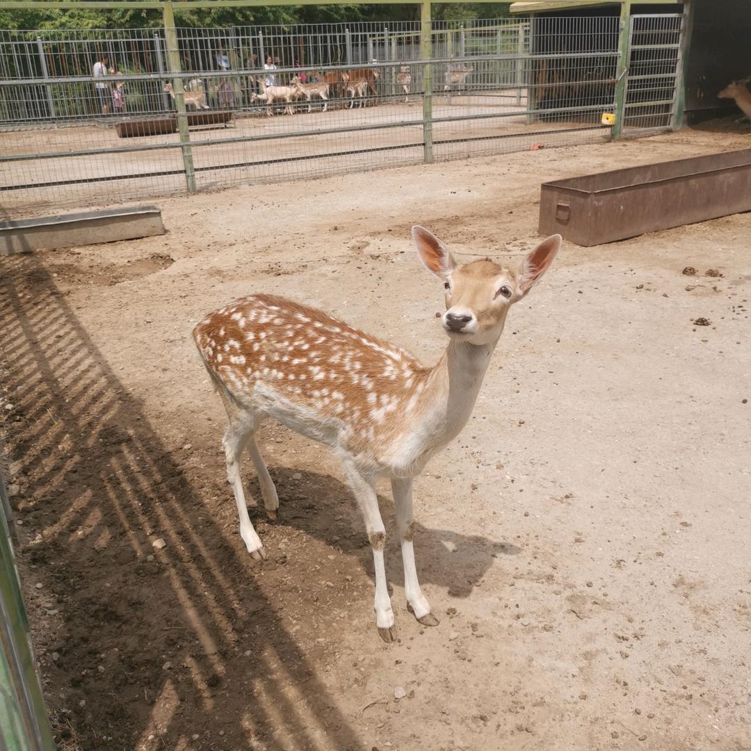 熊姐家可爱的小熊
