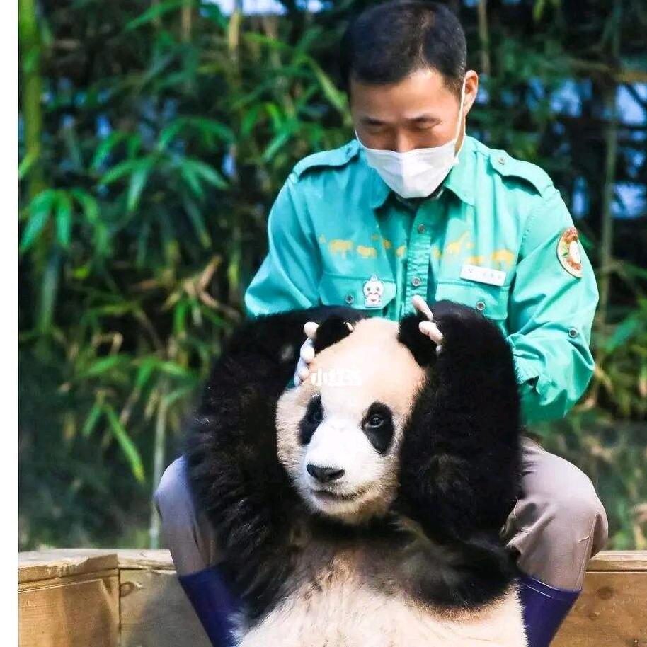 福宝和爷爷的故事