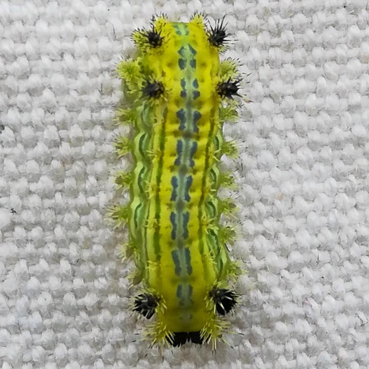 红楼梦