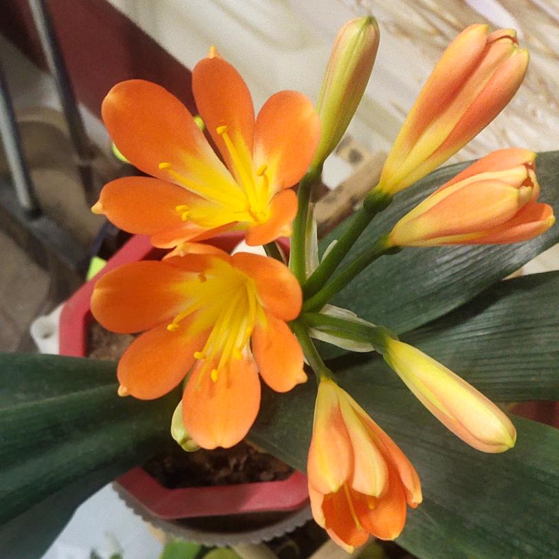 🐱睡不醒的猫🐱