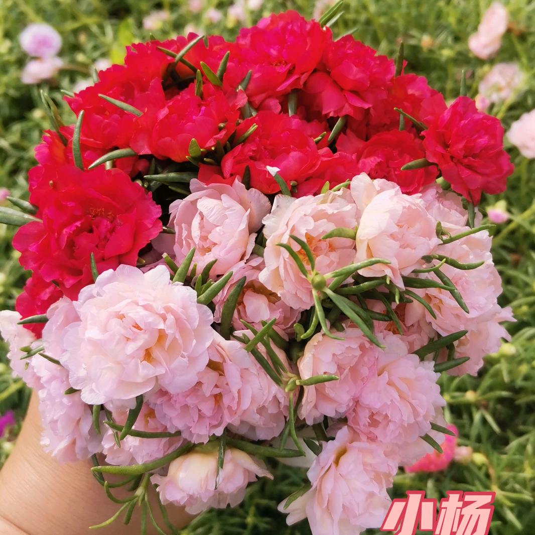 小杨重瓣太阳花（批发太阳花和老桩）