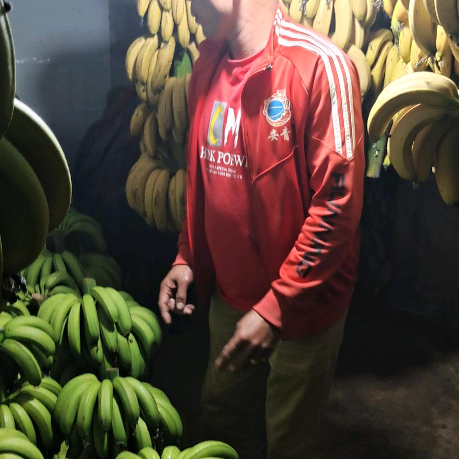 香蕉王子，猪兴，