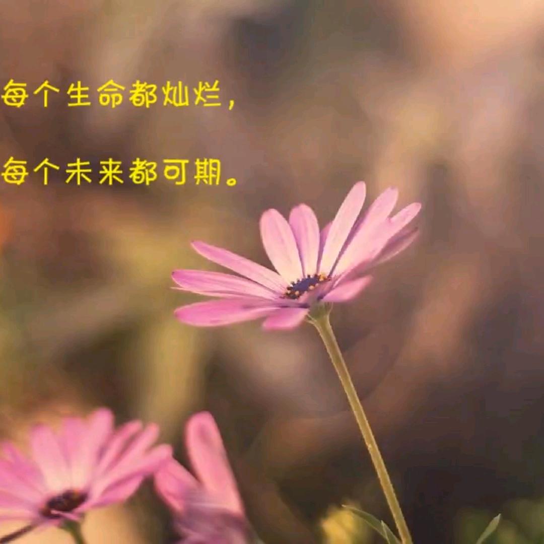花花纹绣