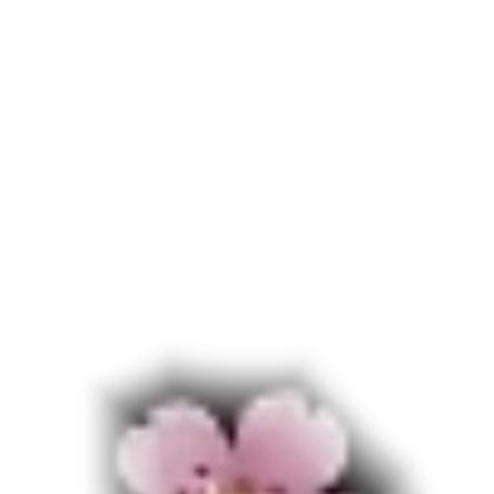 春暖.花开