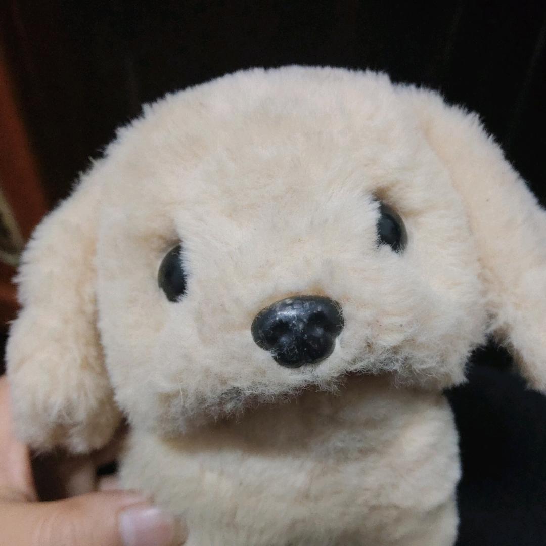 小狗哆啦