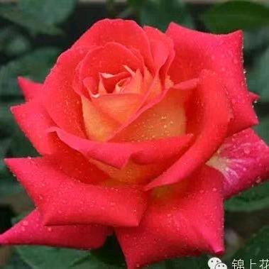 小蔡蔡