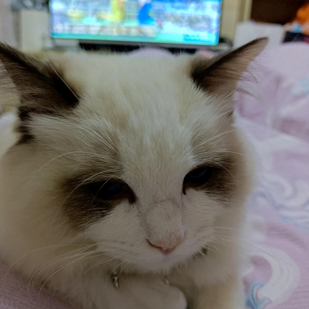清少
