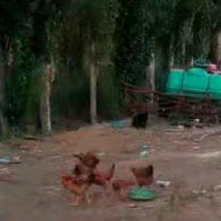 雨后彩虹？？？