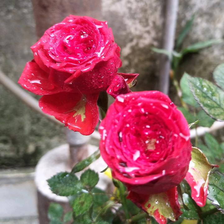 山茶