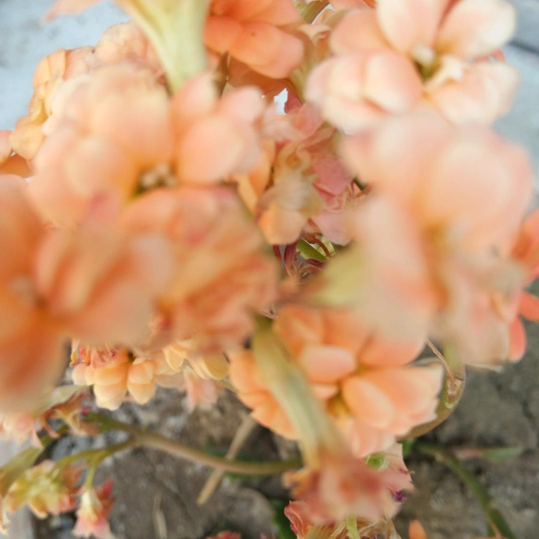 长寿花